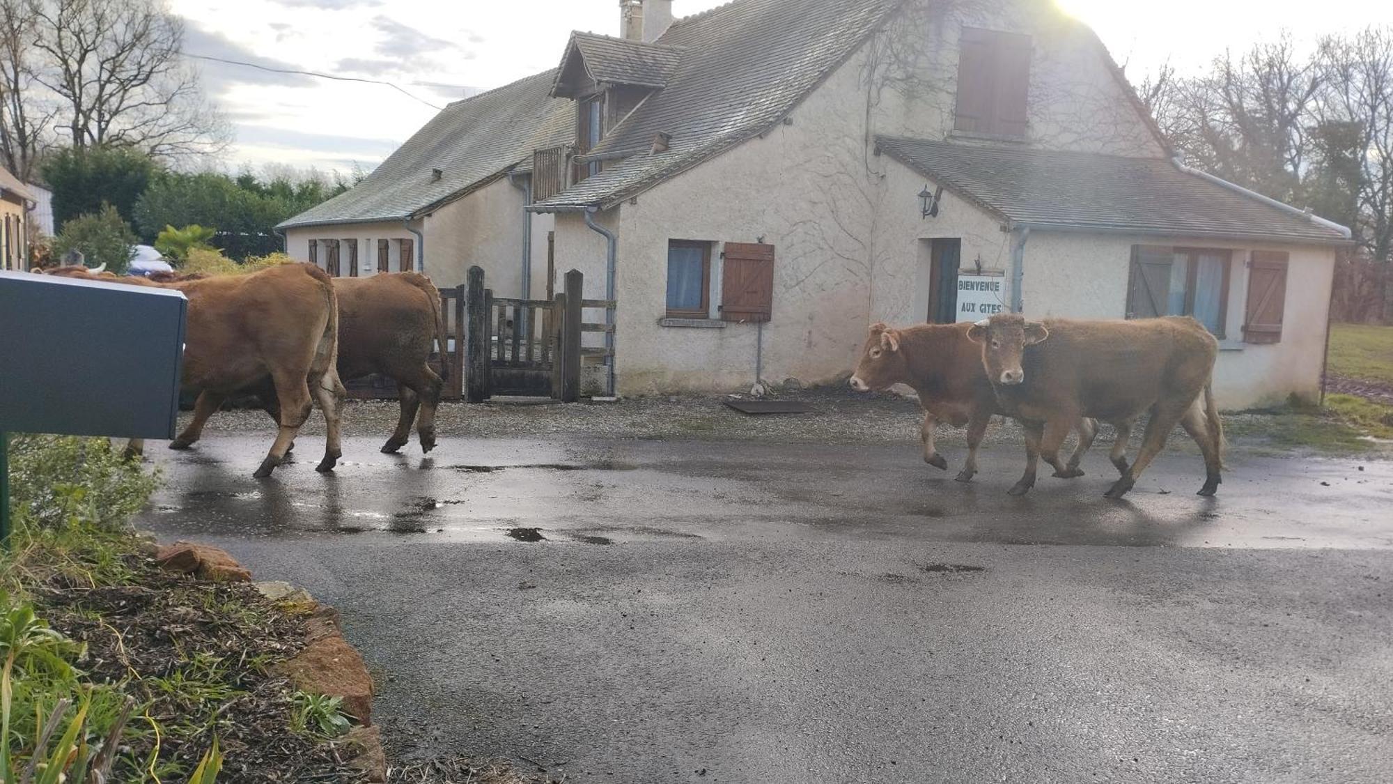 N 4 Du Bas Coudreau Rosnay (Indre)